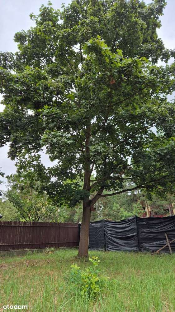 Atrakcyjna działka budowlana - Pełny obrazek: 5/6