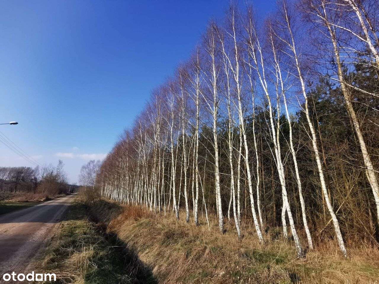 Lasy i grunty leśne, prywatne- Czyżkowo gm. Lipka - Pełny obrazek: 4/11