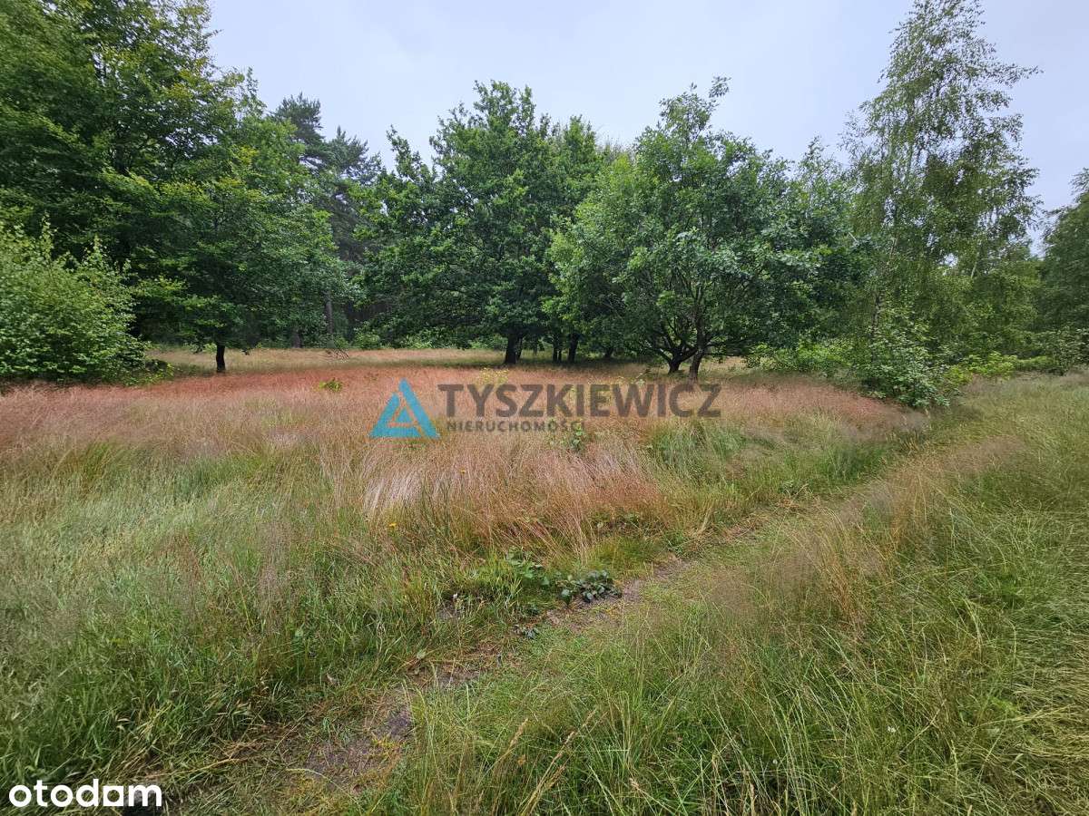 Działka leśna - Pełny obrazek: 2/20