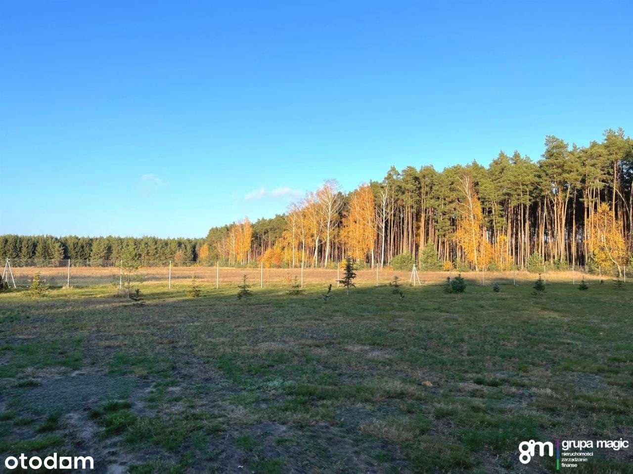 Piękna duża działka w enklawie lasu z Wz - Pełny obrazek: 5/15