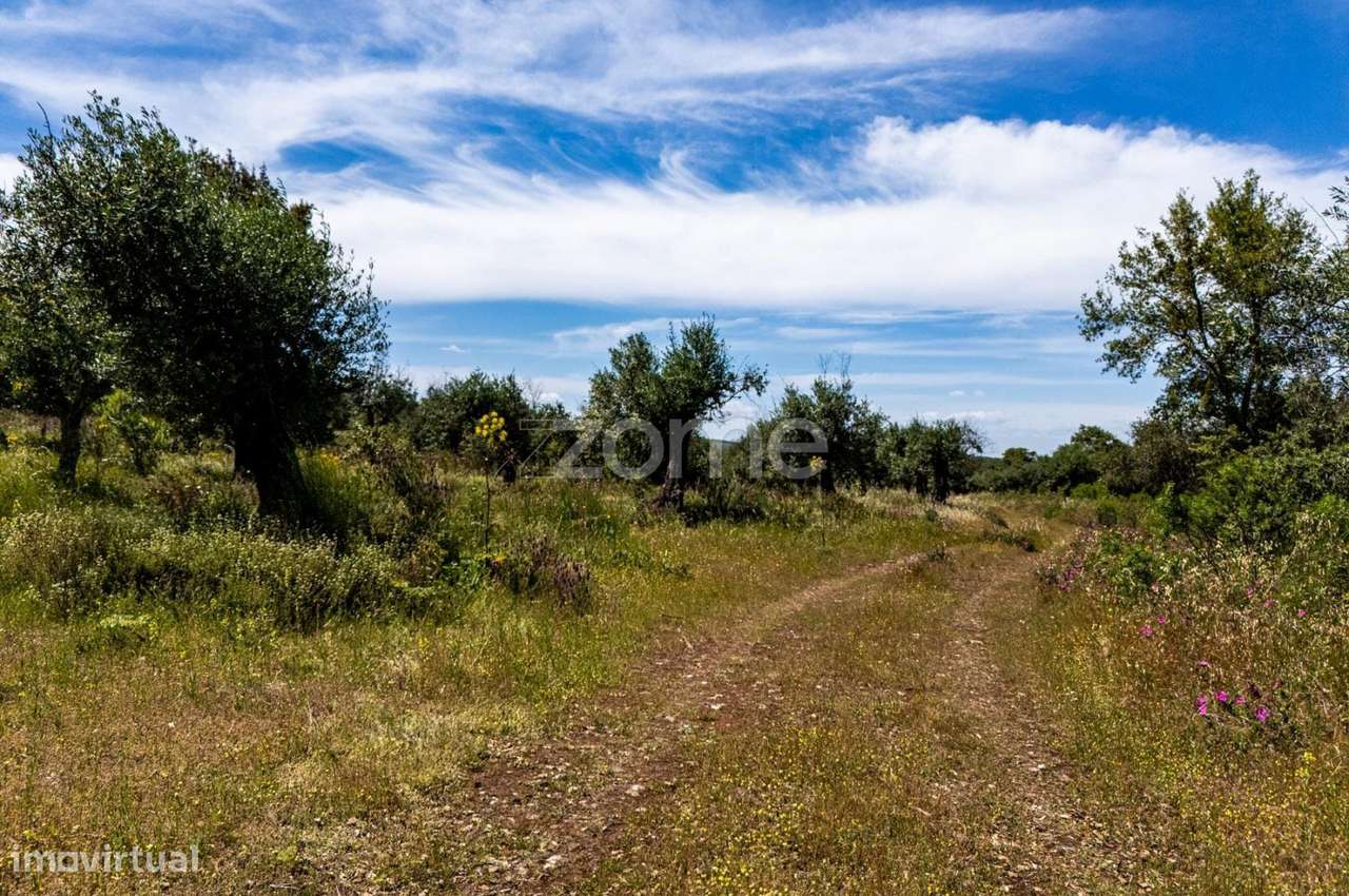 Terreno 5,5 ha com projeto turístico aprovado – Borba, Alentejo - Grande imagem: 2/22