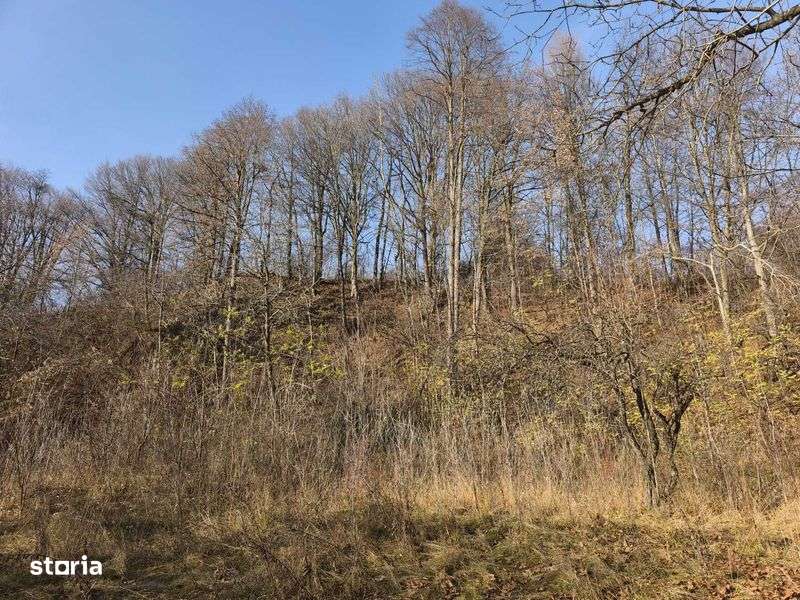 Teren intravilan Breaza 4,000mp cu utilitati. Panorama. Intimitate. - Imagine principală: 5/8