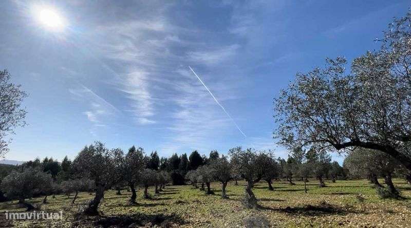 Terreno de 30.320 m² com Potencial Construção de Moradia + Olival - Grande imagem: 4/11