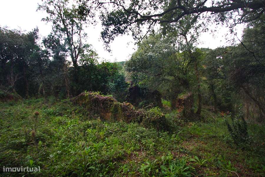 Grande propriedade, com floresta e 2 ruínas, Fraldeu, Óbidos-8