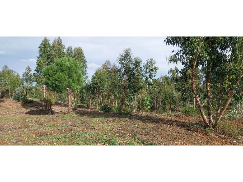 TERRENO RÚSTICO (9,3ha) - Grande imagem: 2/4