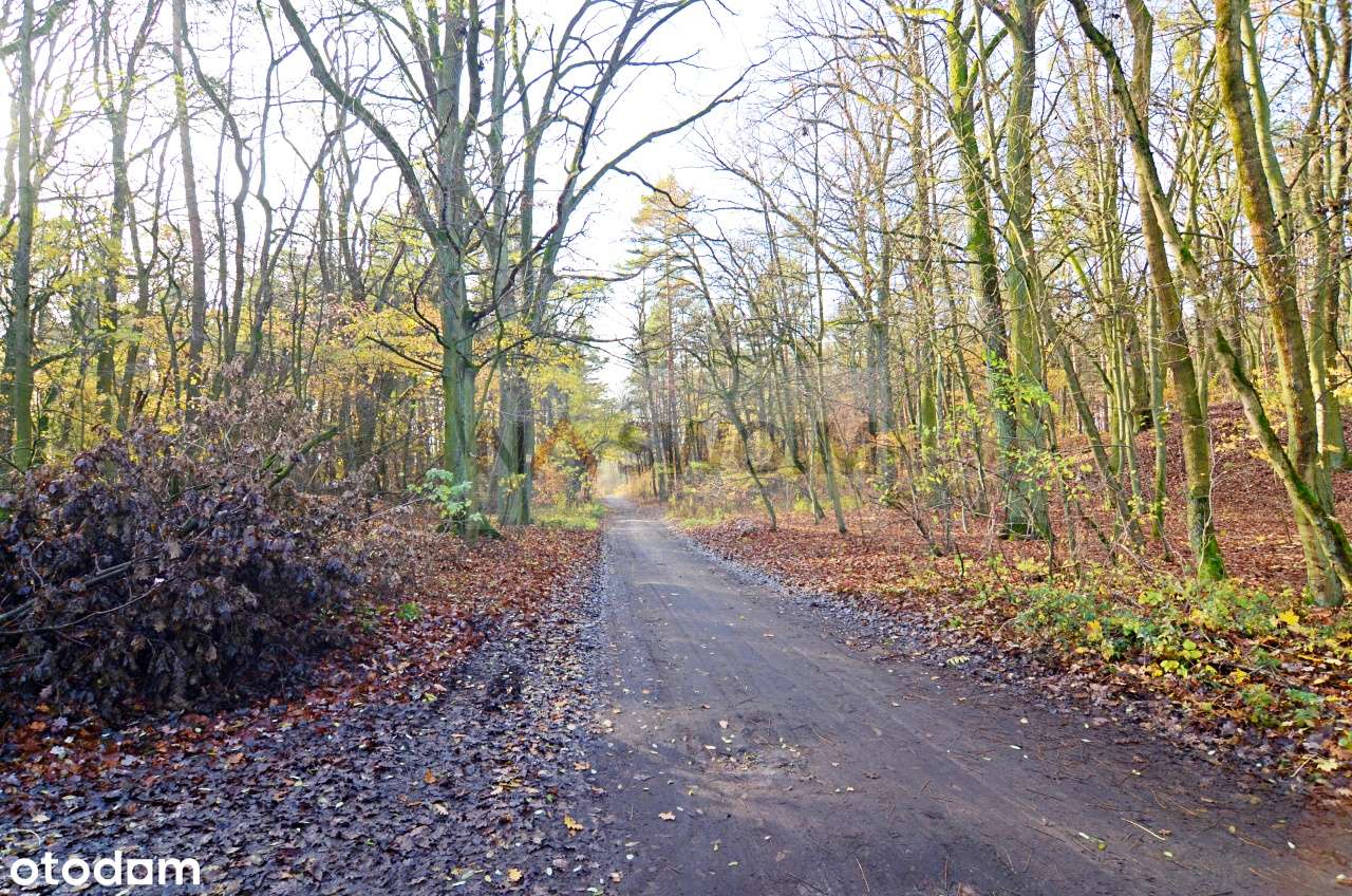 2 segmenty w bliźniaku - 146m2 (stan deweloperski). Tuż przy lesie! :)-18