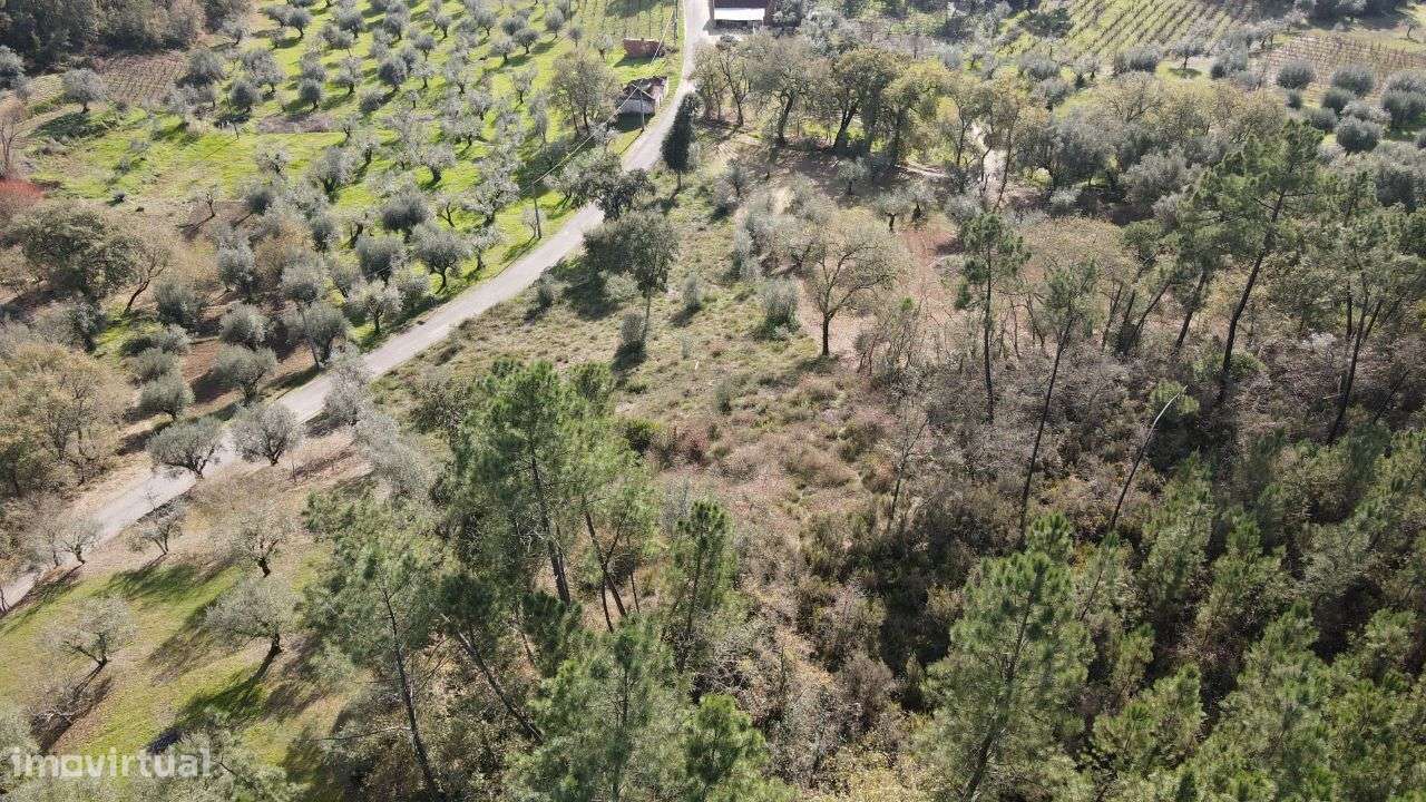 Terreno Agrícola/Florestal - Grande imagem: 4/6
