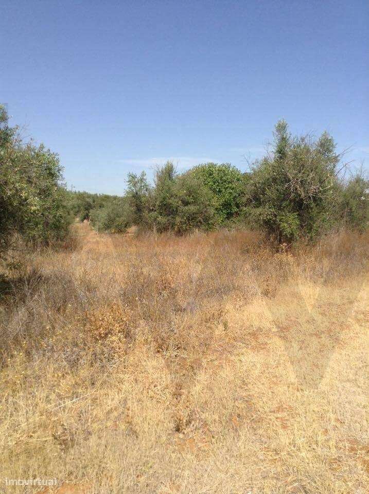Terreno urbano fantástico, para construir moradia no Alentejo e viver - Grande imagem: 5/14
