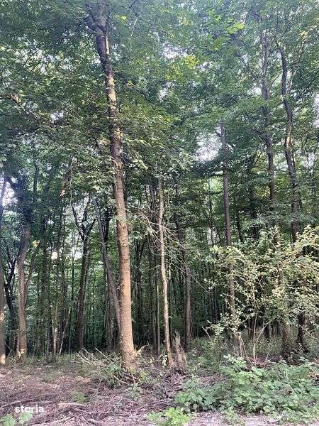 Tern Padure Covasint Arad - Imagine principală: 4/4