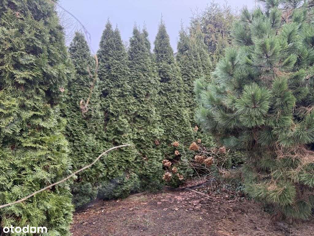 Dom do wprowadzenia Lasek Marcelinski-2