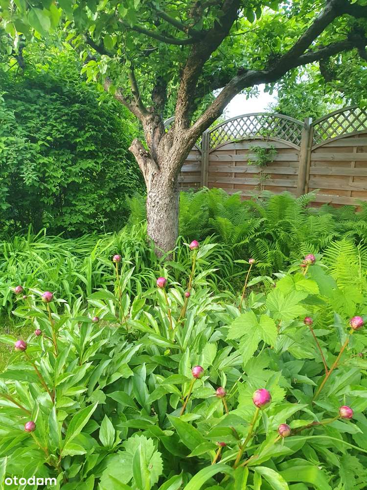 Zadbany ogródek działkowy z nowym domkiem na Dolnym Mokotowie - Pełny obrazek: 4/19