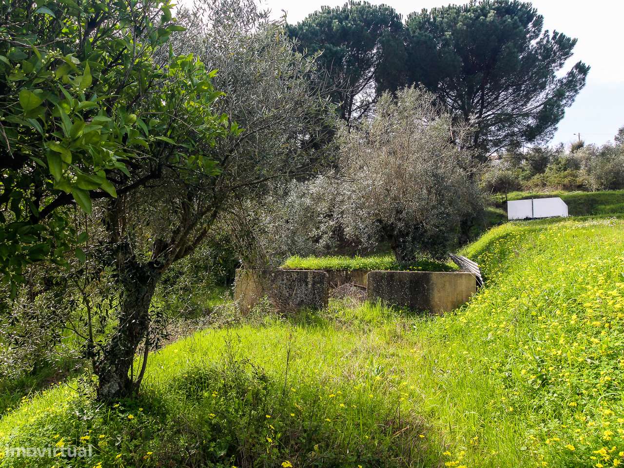 Terreno com cerca de 1 Hectare-7