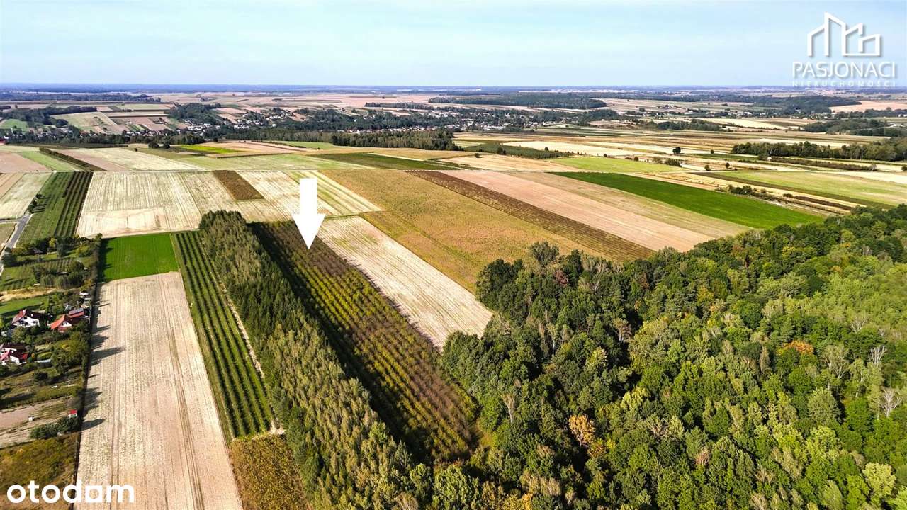 Cztery atrakcyjne działki budowlane w Urzędowie - Pełny obrazek: 4/9