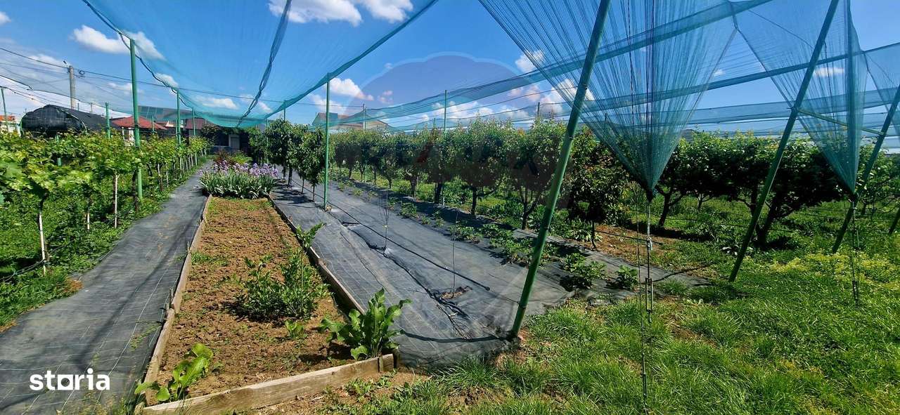 TEREN Investitie livada cu 116 pomi fructiferi in Comuna Livada - Imagine principală: 4/11