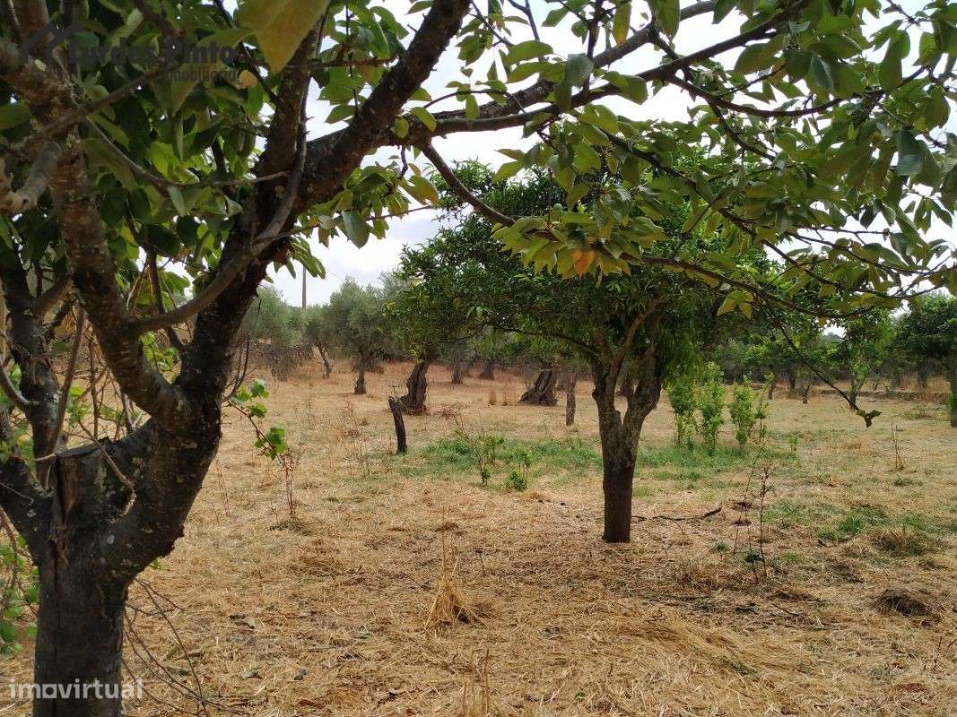 Quinta com muitas árvores de fruto - Grande imagem: 5/20