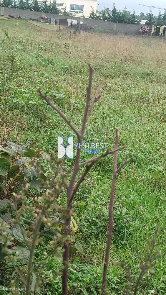 TERRENO PLANO COM 2550 M2, JUNTO AO HOSPITAL  SENHOR  BONFIM, VILA DO - Grande imagem: 5/6