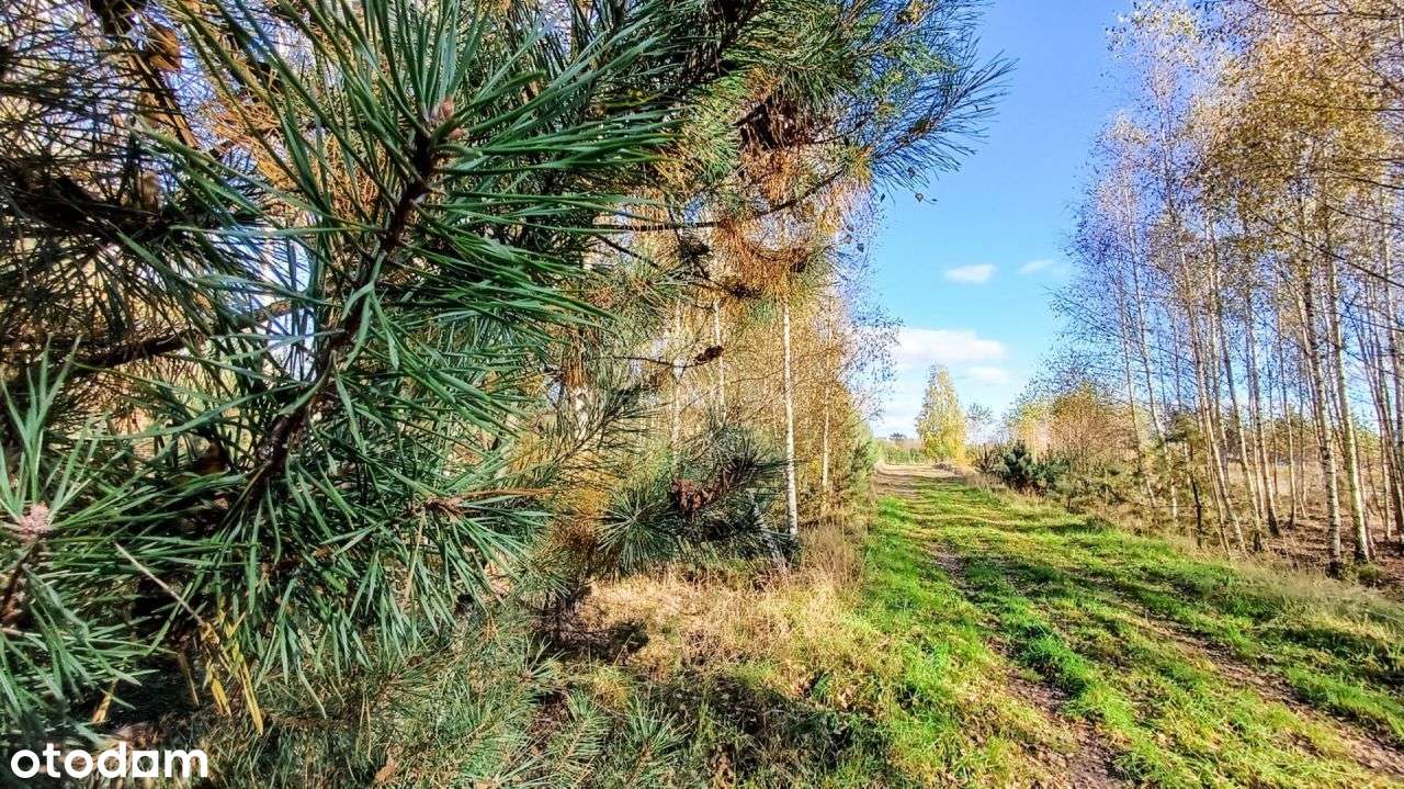 Działka budowlana 2000 m2 w Lutówku - na sprzedaż.-6