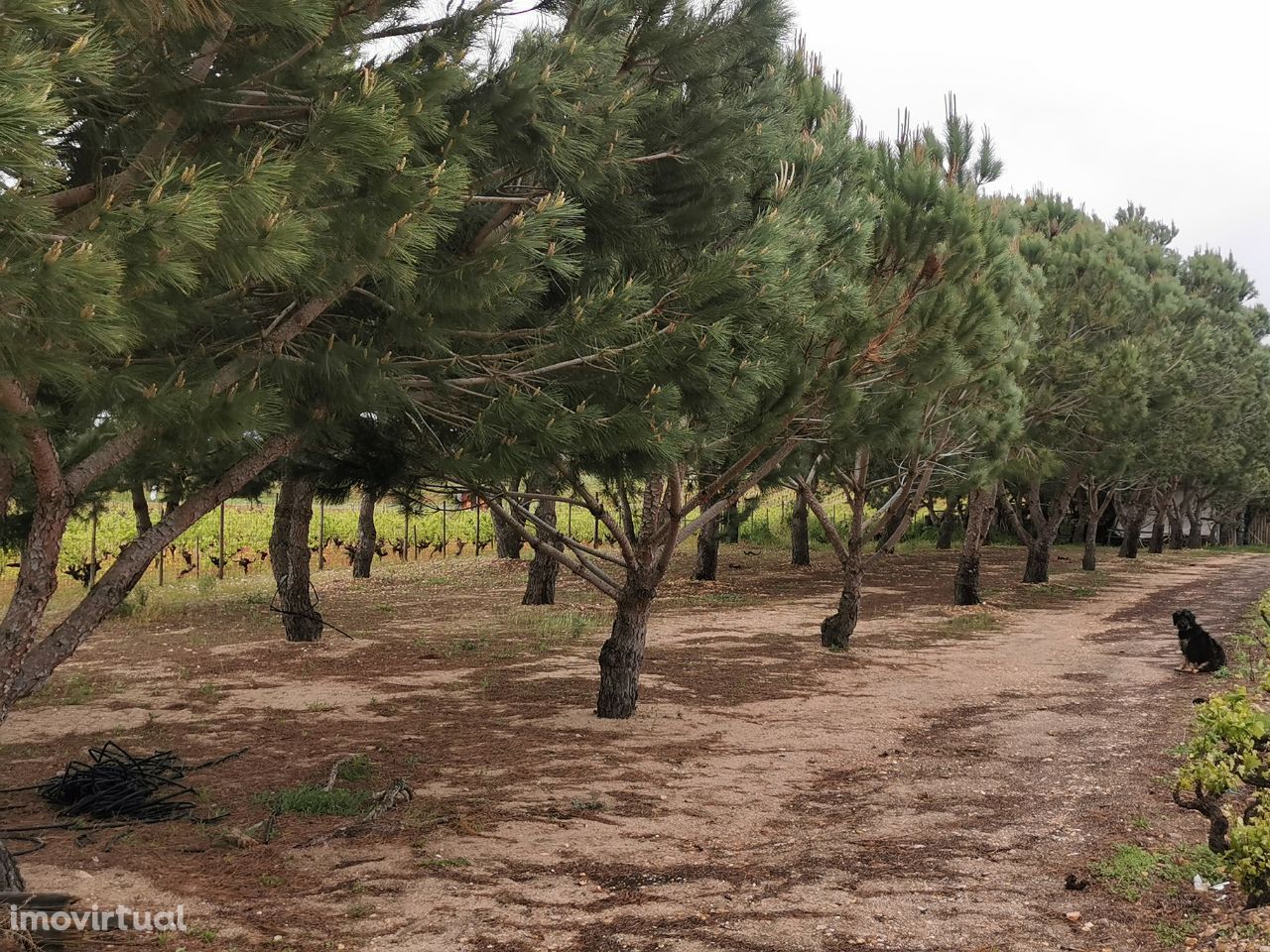 Terreno com Vinha e Pinheiros