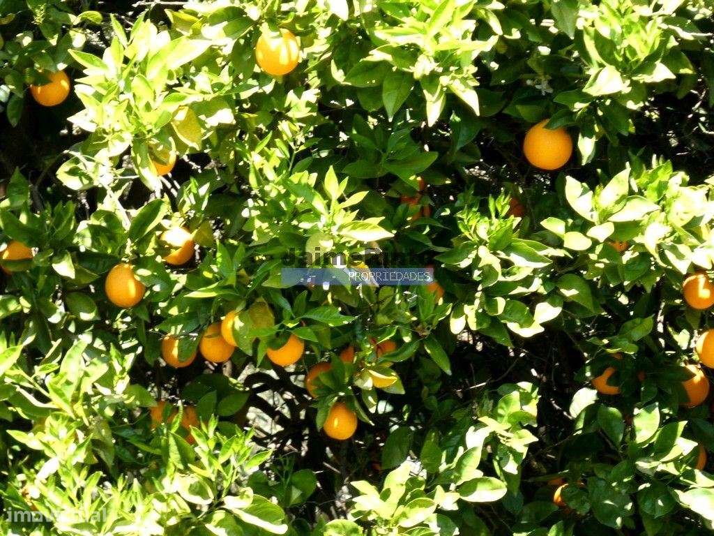 Quinta, Olival, Vinha, Casa Agrícola, no Pocinho. Portugal, V. N. F... - Grande imagem: 4/9