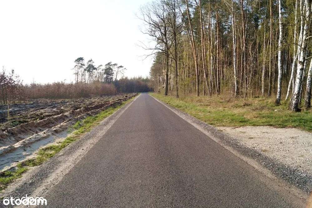 Działka budowlana w lesie / Niemojewo / MPZP zabudowa jednorodzinna - Pełny obrazek: 5/7