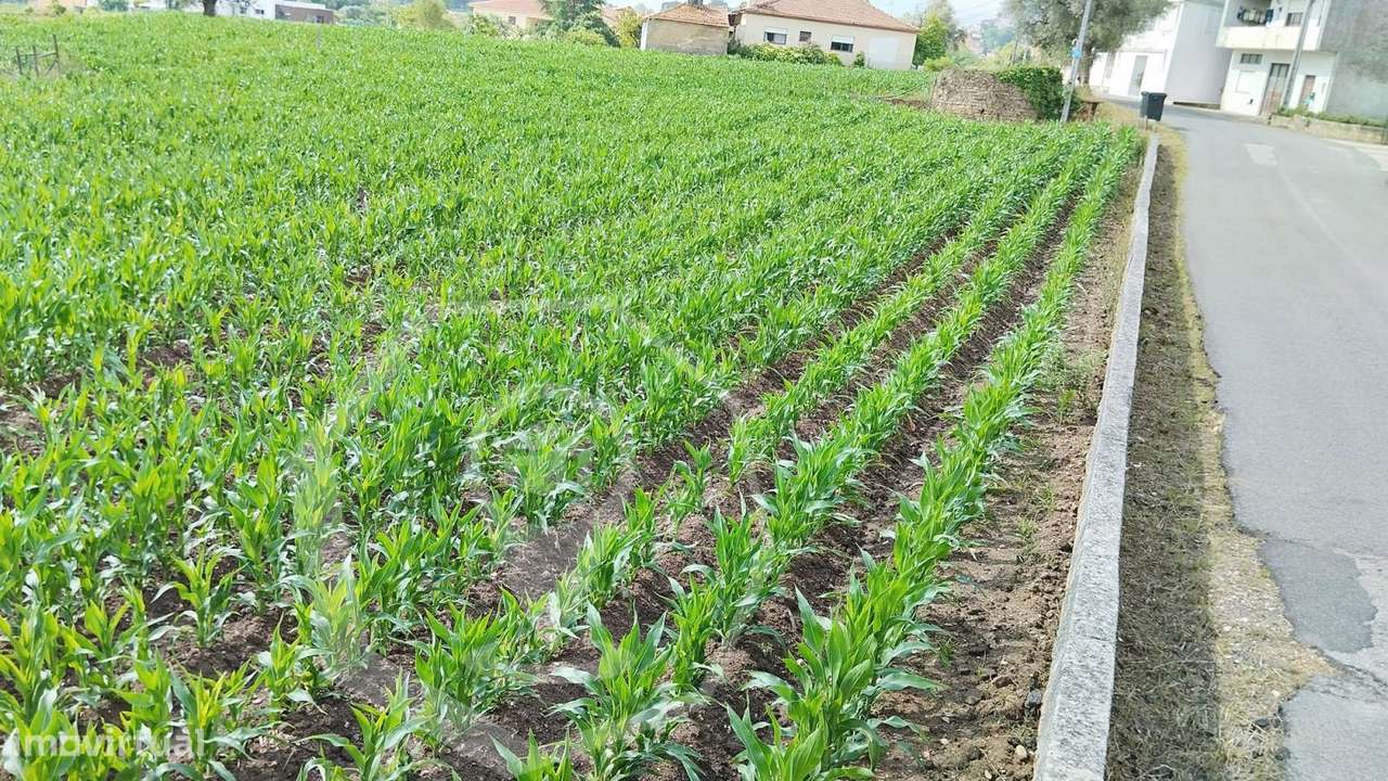 TERRENO PARA CONSTRUÇÃO MORADIAS - OLIVEIRA DO BAIRRO! - Grande imagem: 5/8