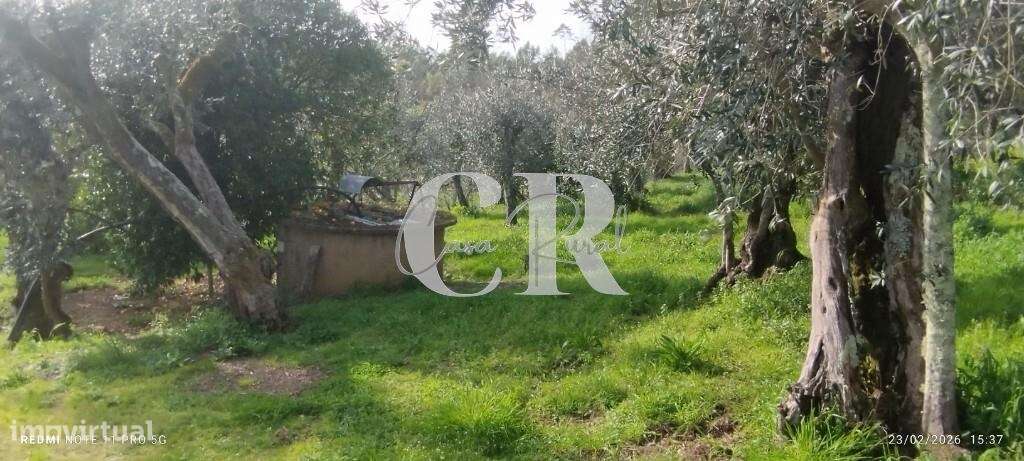 Moradia T3 com vários anexos, terreno e poço-56