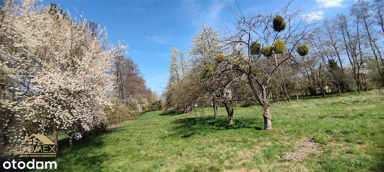 Działka 2100 m² w Chybiu Mnich – cisza i natura - Pełny obrazek: 5/6