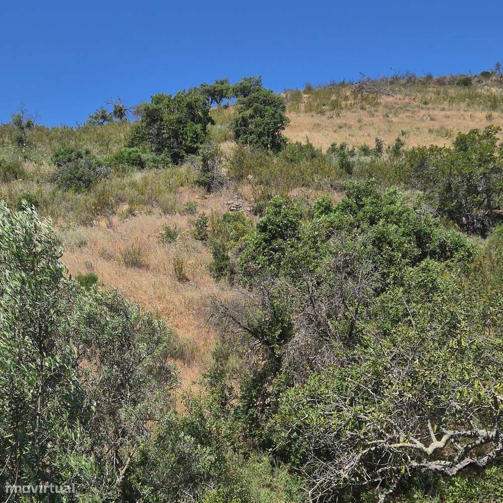 Terreno Rústico em Montes e Lagares - Grande imagem: 4/9