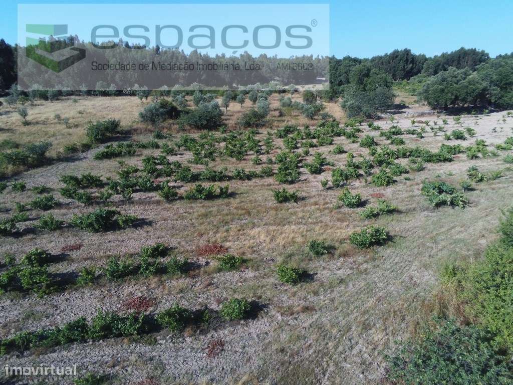 Vinha tradicional murada a pedra - Mata - Grande imagem: 5/5