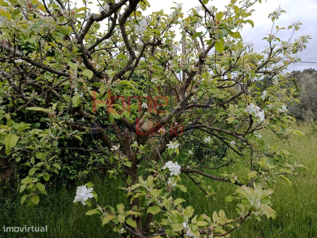 Quinta com Projeto para Turismo Rural em São Pedro do Sul-46