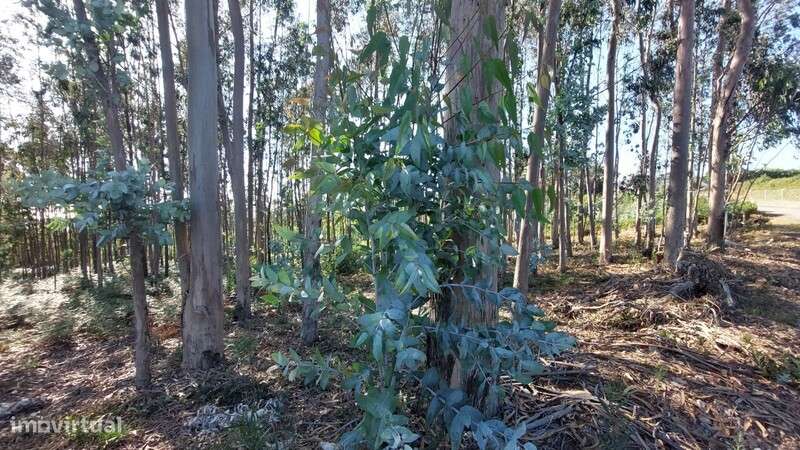 Terreno para construção em Escapães. - Grande imagem: 5/7