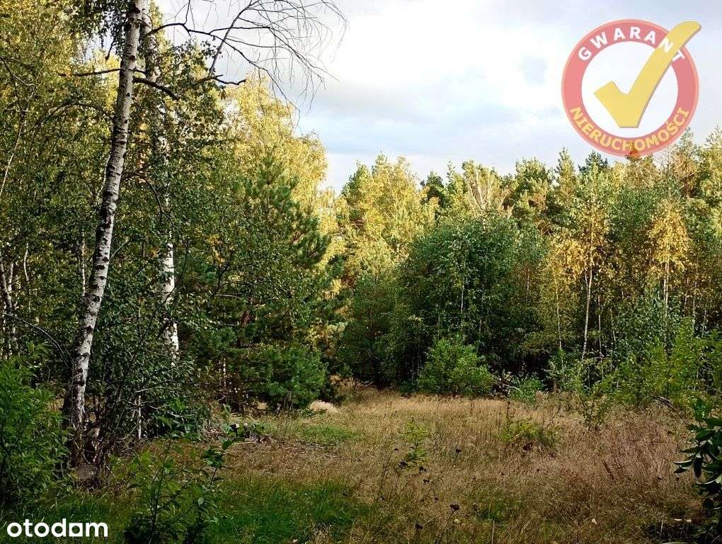 Działki bez i z własnym lasem w pięknym miejscu. - Pełny obrazek: 5/6