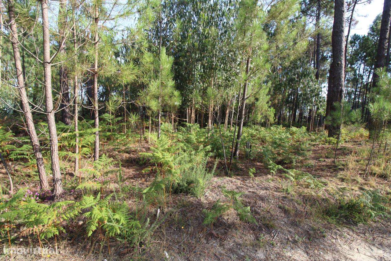 Terreno para Cultivo - Grande imagem: 2/3