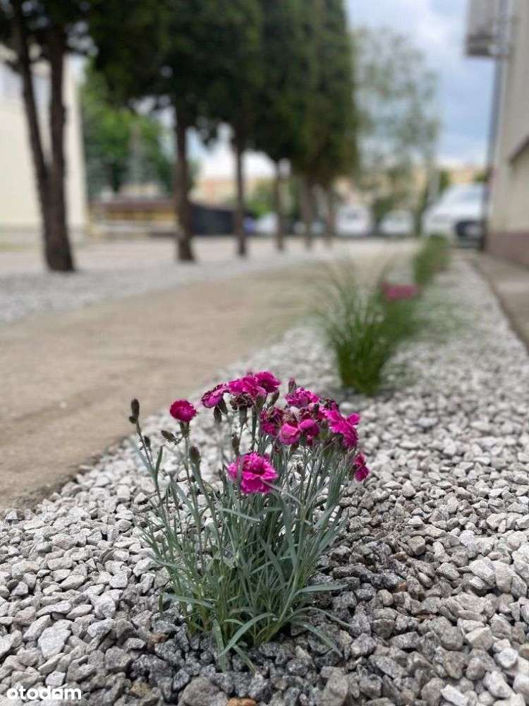 Hala produkcyjno-magazynowa z biurowcem i placem - Pełny obrazek: 2/9