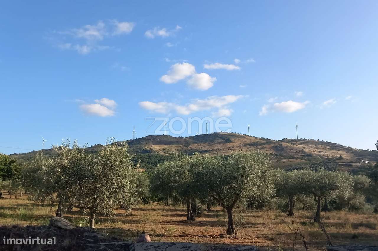 Terreno Agrícola com Rentabilidade (Olival, Amendoeiras) em Trevões - Grande imagem: 1/15