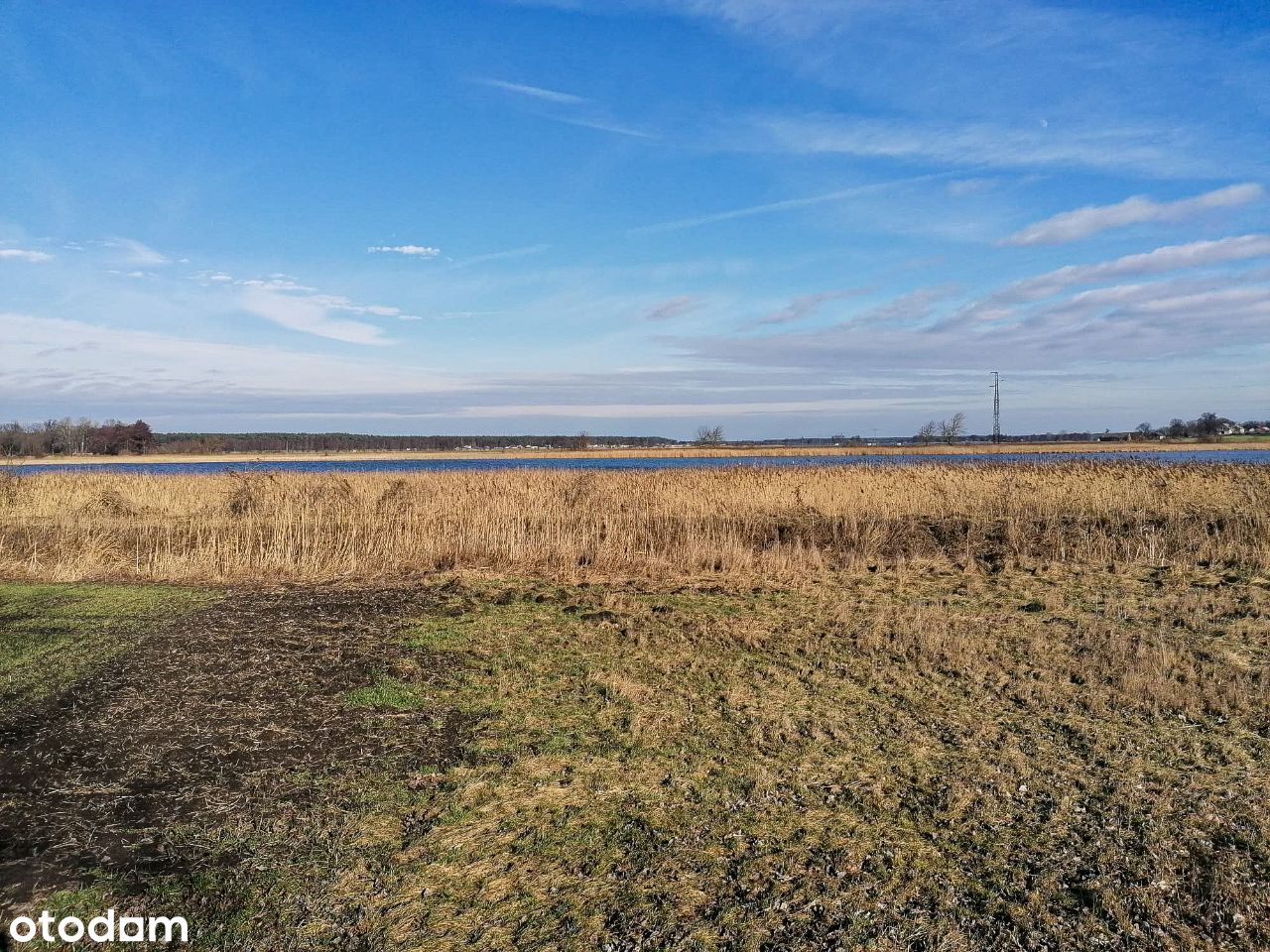 Działka Grzybno Mosina - staw, linia brzegowa