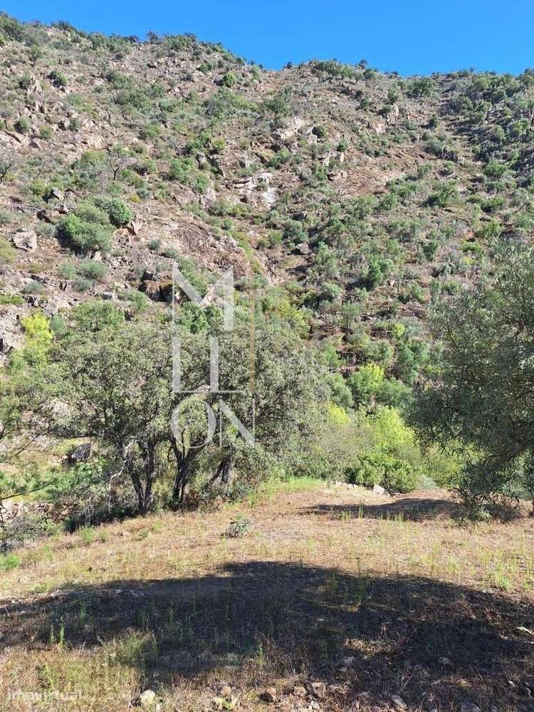 Oportunidade Única de Investimento Agrícola - Grande imagem: 5/10