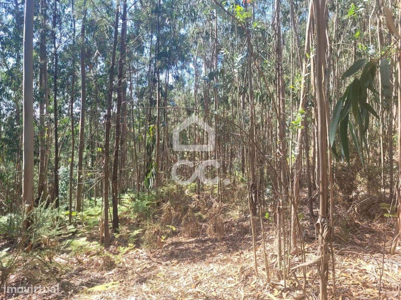 Bouça na União de Freguesias de Conde e Gandarela - Grande imagem: 4/6