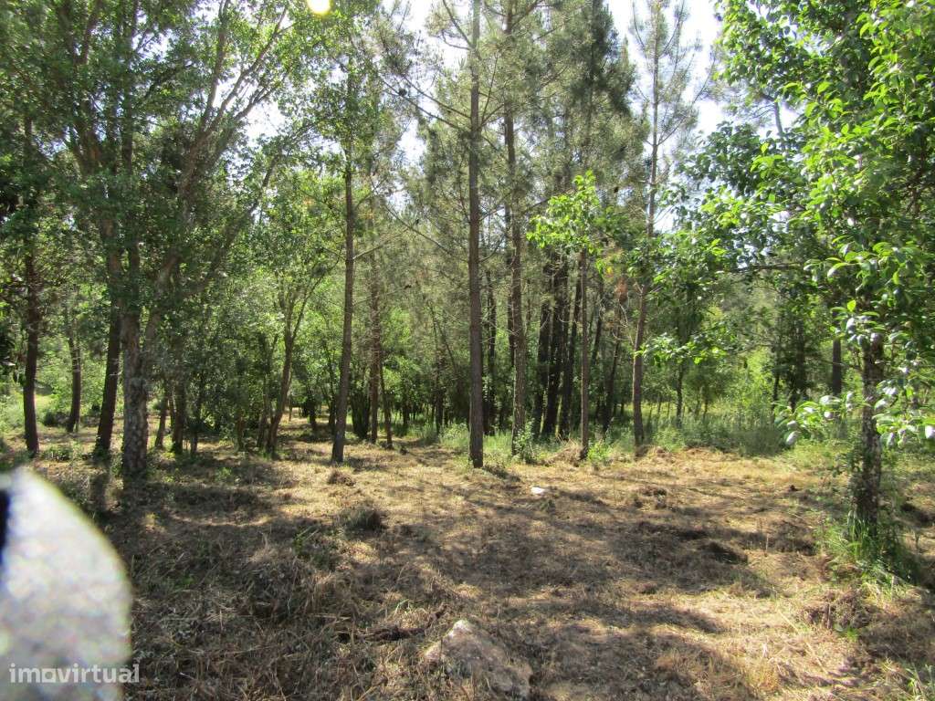 P26-238 Casal da Loba - Terreno Urbanizável no Centro de Portugal e... - Grande imagem: 4/29