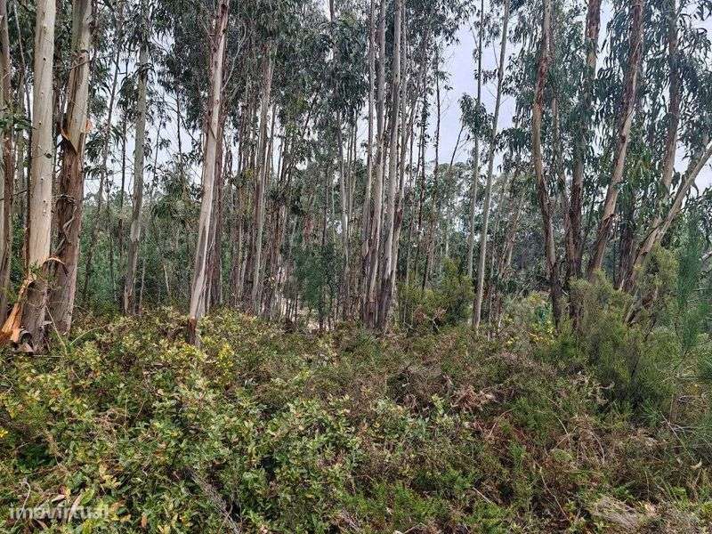 Terreno misto, 3 Hectares, de construção junto à estrada - Grande imagem: 4/8
