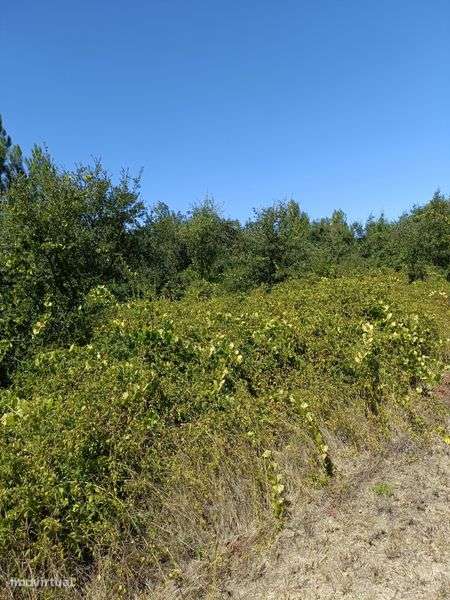 Terreno agrícola com 4400m2, em área RAN - Grande imagem: 4/8