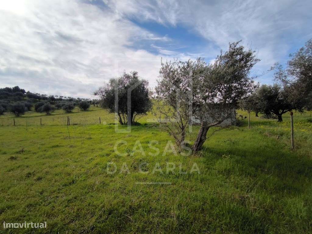 Terreno com 6000m2 em Vila Ruiva - Grande imagem: 5/12