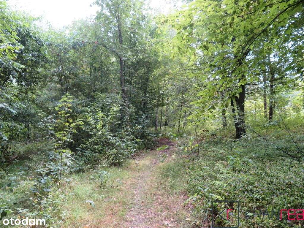 Malownicza działka leśna w Sobikowie - Pełny obrazek: 5/5