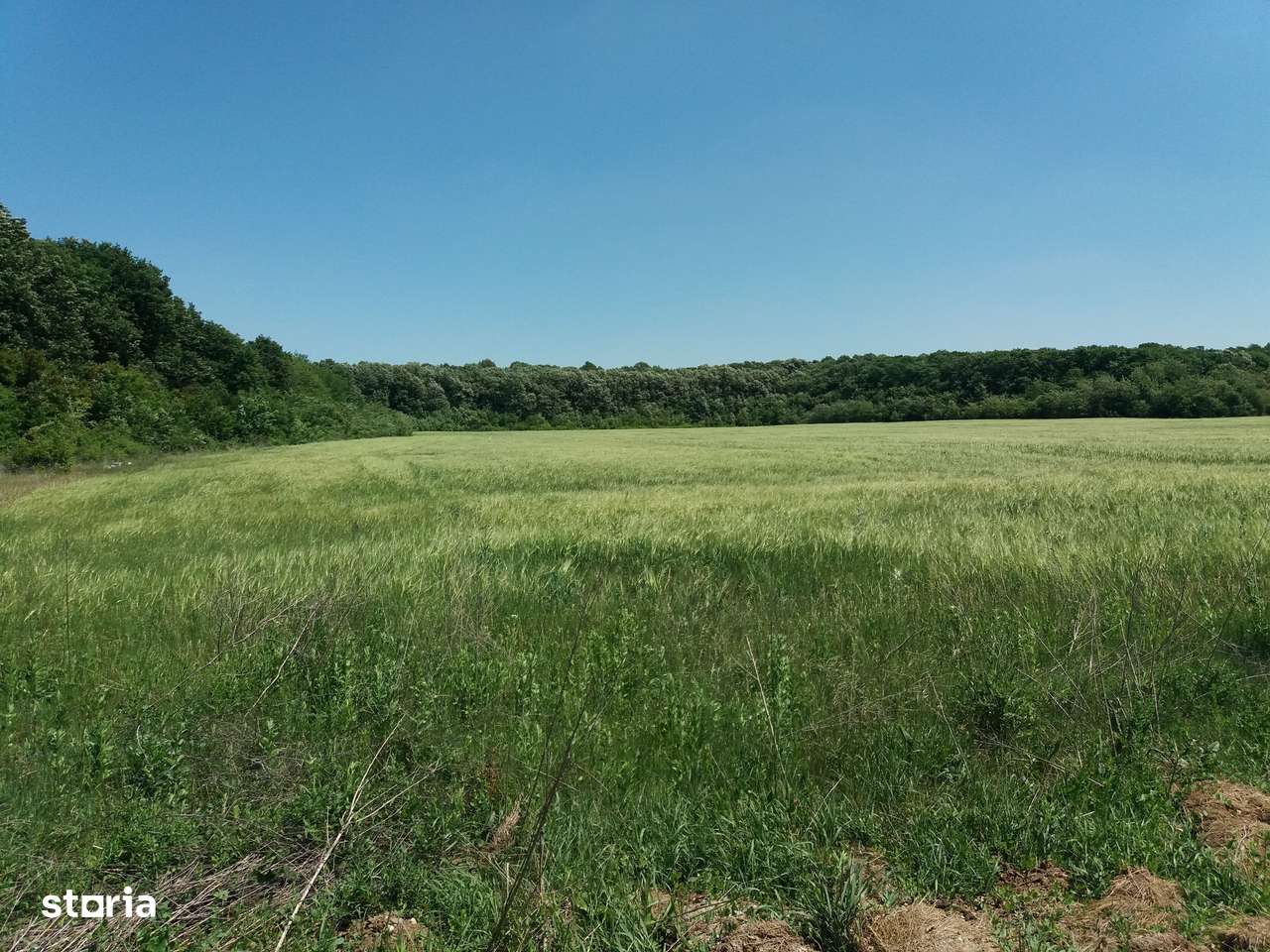 Teren intravilan inconjurat de padure - Ciofliceni, Snagov - Imagine principală: 5/12