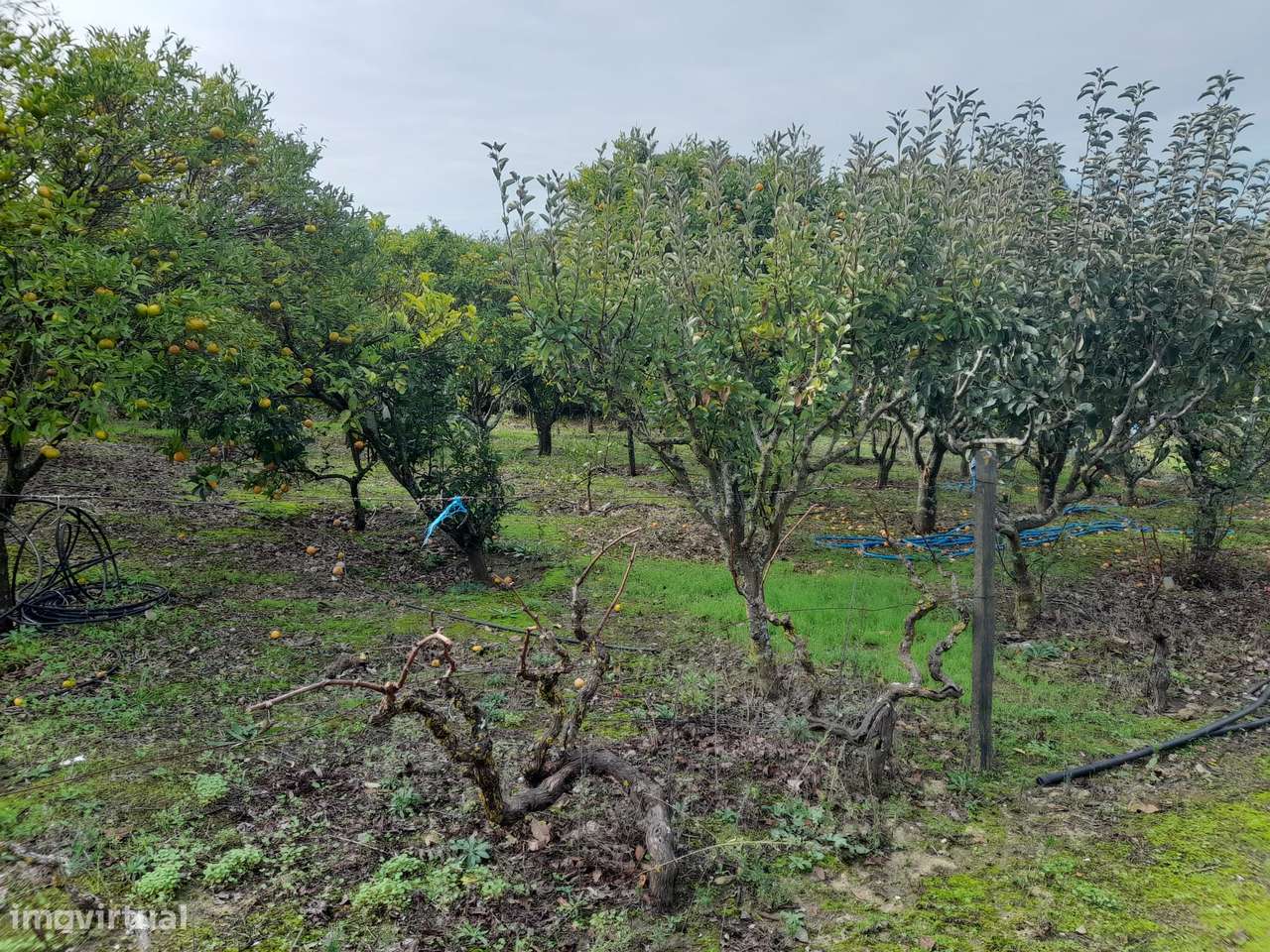 Azeitão/ Parque Natural Arrábida Quinta 7250 m2 com Moradia-44