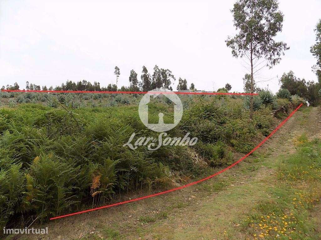 Terreno florestal Eucaliptal com 19200m2 Fradelos - Grande imagem: 2/5