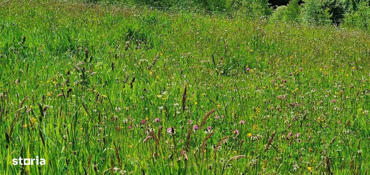 Teren casa de vacanta , Pestera , Brasov-16