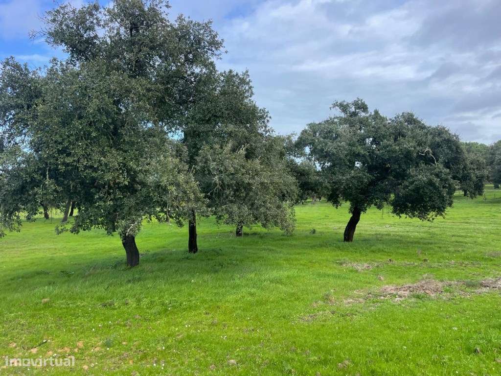 Propriedade Rústica com 11 Hectares junto a Canhestros-14