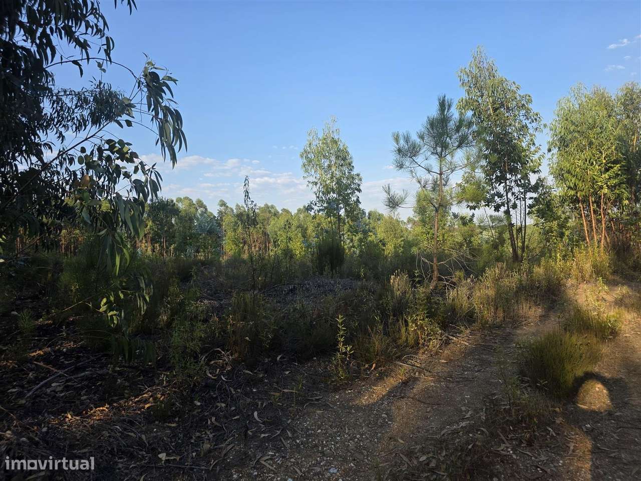 Terreno Rústico - Grande imagem: 3/9