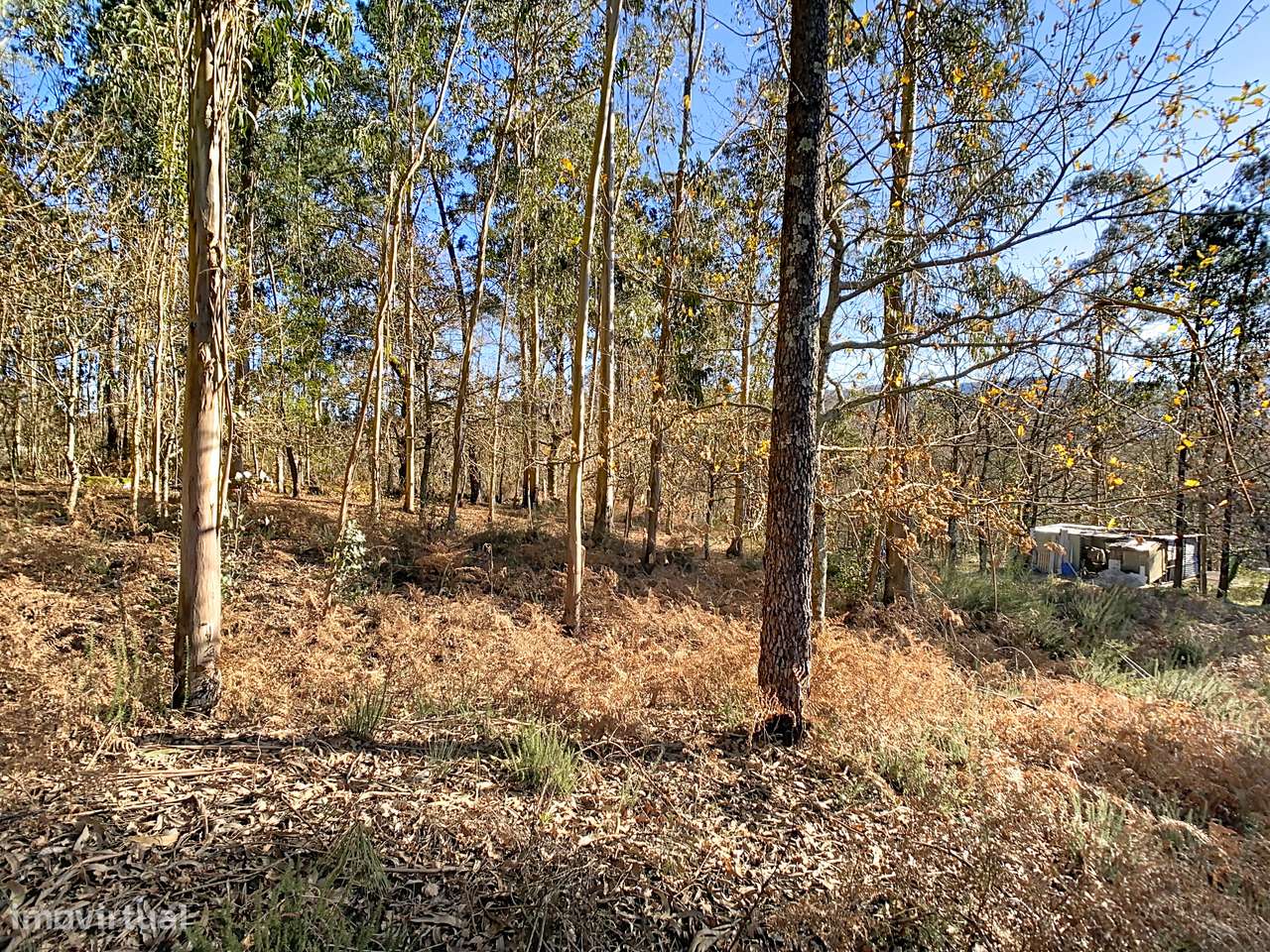 Terreno em Moreira do Rei-5